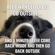 Border Collie  dog