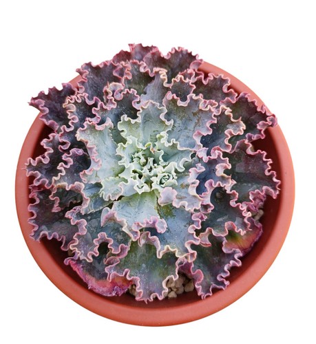 Echeveria gibbiflora blue - gibbiflora,