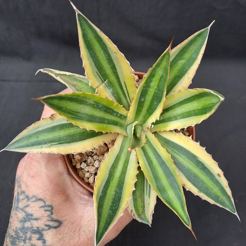 Agave lophantha