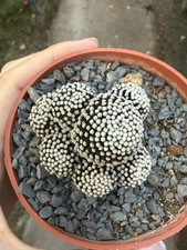 Multi teste Mammillaria