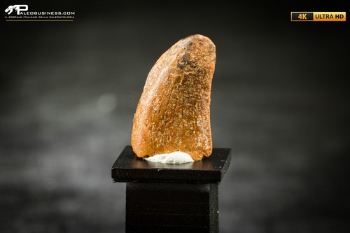 Dente fossile dinosauro - di,