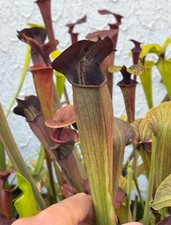 Sarracenia alata  “Purple