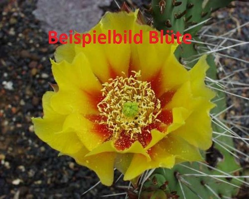 Opuntia phaeacantha longispina