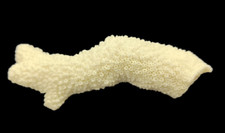 100% Naturale 81 Grammi Bianco