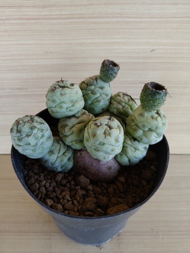 Tephrocactus geometricus pot - tephrocactus,