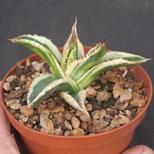 Agave titanota f.  MARGINATA