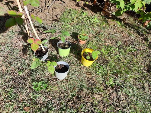 Mora senza spine rubus - senza,
