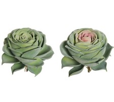 Rosa del Deserto Grande Fiori