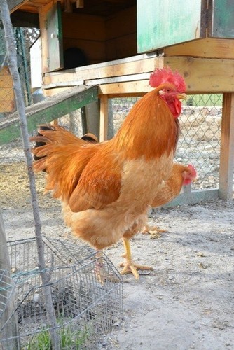 Uova fertili feconde - 🥚20, ×