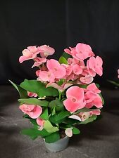  Euphorbie Euphorbia milii Thai Hybr. Ashish Spina di Cristo con vaso da 10 cm fino a 30