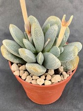 Crassula Tecta Pot ø 5,5