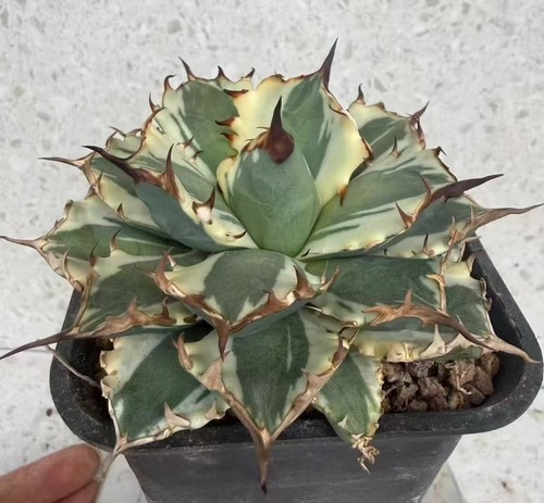 Vendo rara pianta cactus agave - cactus,