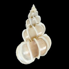 Seashell 134 epitonio - seashell,