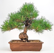 Bonsai di Pino Nero - Pinus