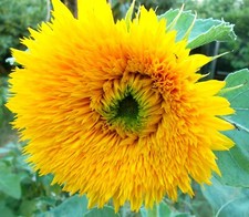 10 Semi Girasole Nano Doppio