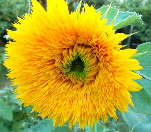 Semi girasole nano - 10,