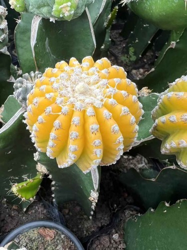 Rarepiante cactus - rarepiante, di