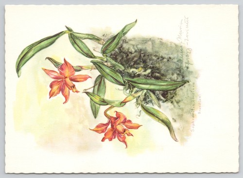 Cartolina sophronitis coccinea - cartolina,