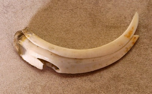 Bellissimo dente cinghiale - dente, di