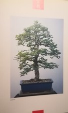BONSAI ZELKOWA CARPINO POSTER F/R ESTRATTO DA RARO CATALOGO FOTOGRAFICO