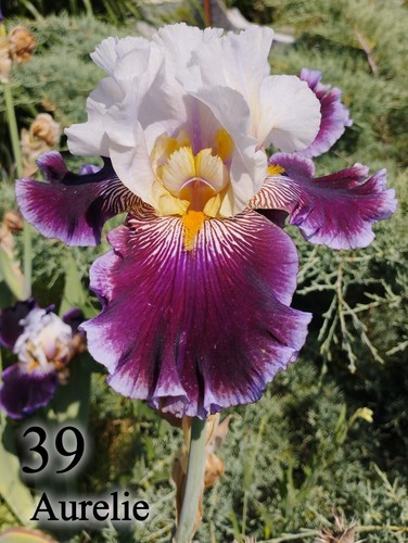 Rizoma iris germanica - rizoma,
