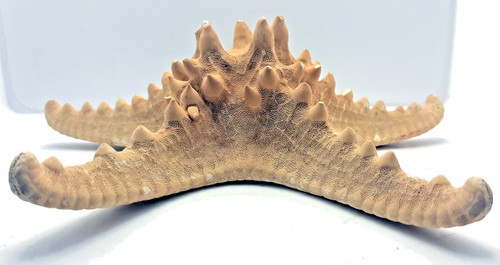 Stella marina corazzata - stella,