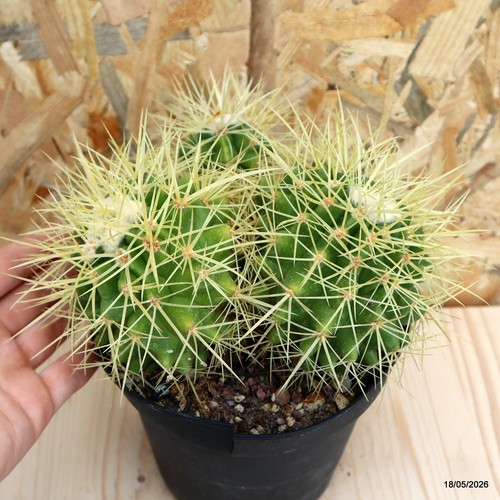 Echinocactus grusonii vaso - echinocactus,