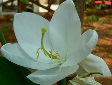 Bauhinia acuminata | Dwarf |