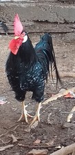 12 Uova Feconde Gallina Ancona