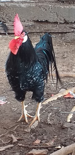 Uova feconde gallina - ,