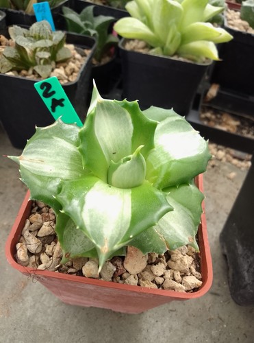 Agave shojo raijin variegata - raijin,