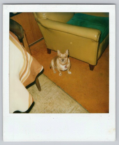 Polaroid snapshot anni - , 80