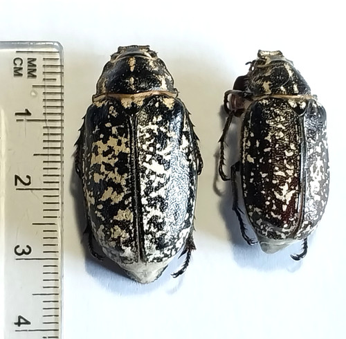 Scarabaeidae coppia - scarabaeidae,,