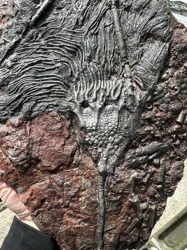 Moroccan crinoid - moroccan,