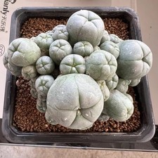 Pianta di cactus multi teste