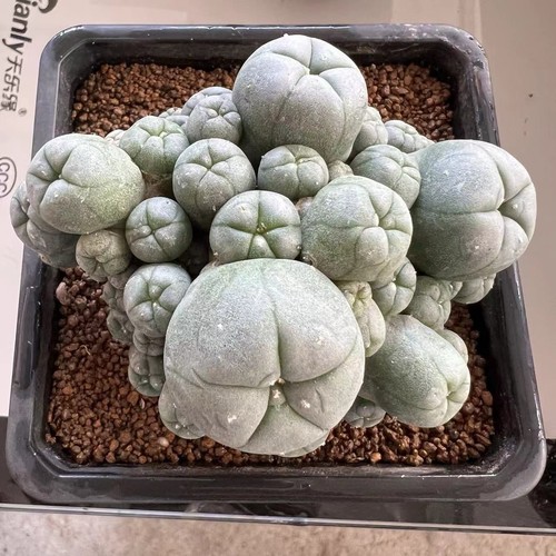 Pianta cactus multi teste - di,