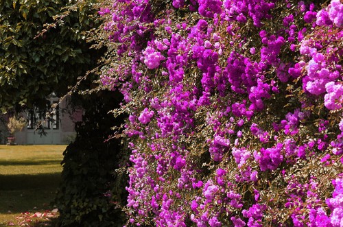 Semi rosa viola - 70, di