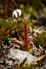 Drosera arcturi pianta - arcturi,