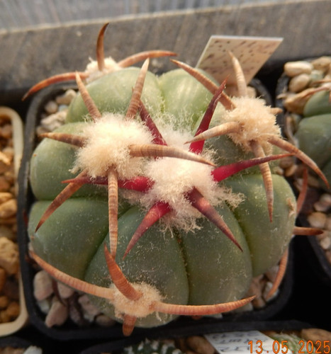Mojitome echinocactus - mojitome,