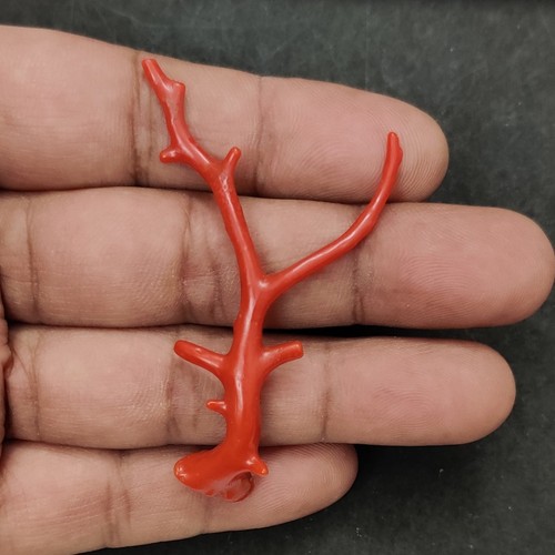 Corallo rosso italiano