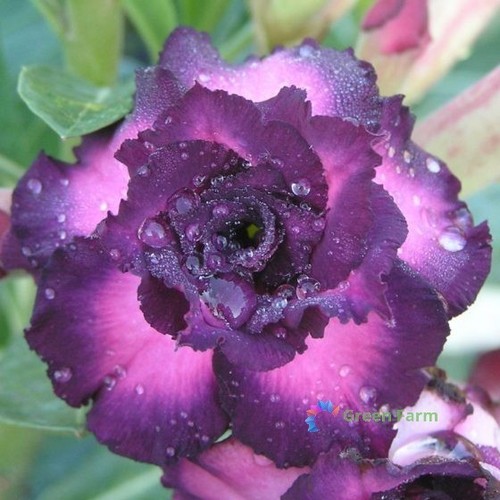Semi viola deserto rosa - semi,