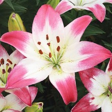 Gigli bulbi di fiori cipolle