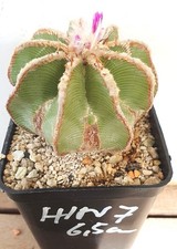 Aztekium hintonii, D=6,5 cm