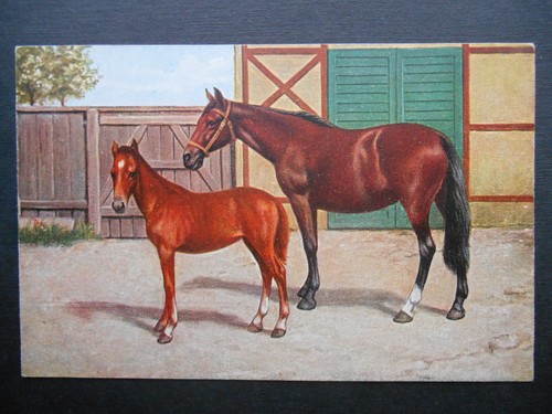 Set beautiful horses - x,