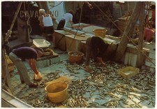 CAVALLINO - VENEZIA - VIAGG. -7605-