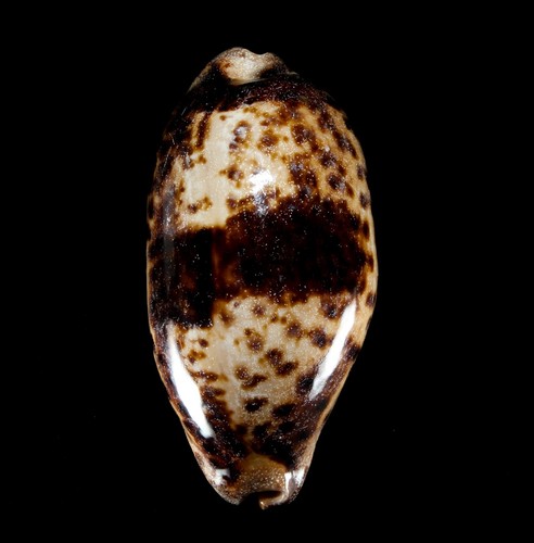 Conchiglia 135 chelycyprae - -,