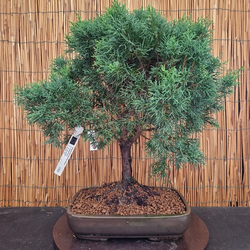 Bonsai ginepro 46cm - ginepro,