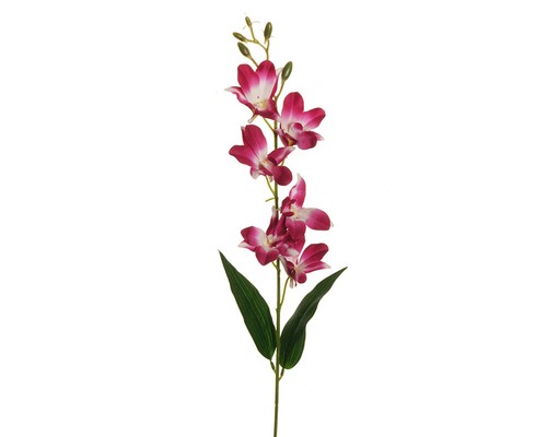 Fiore dendrobium fuxia con - fuxia,