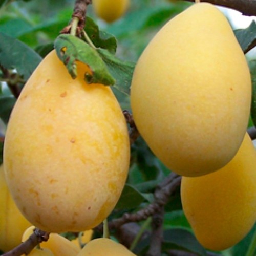 Pianta frutto susino san - da,