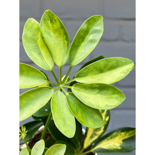 Schefflera arboricola gold - schefflera,